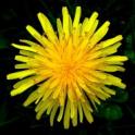 1024px-Top_view_of_a_dandelion